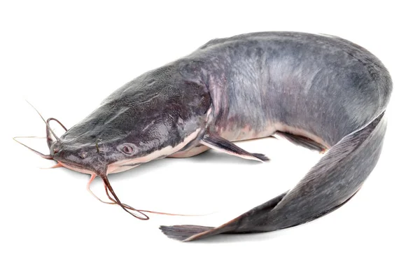Poisson chat (Clarias)